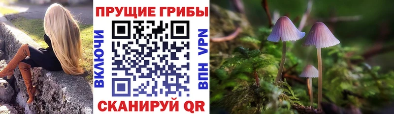 Галлюциногенные грибы Psilocybine cubensis Городец